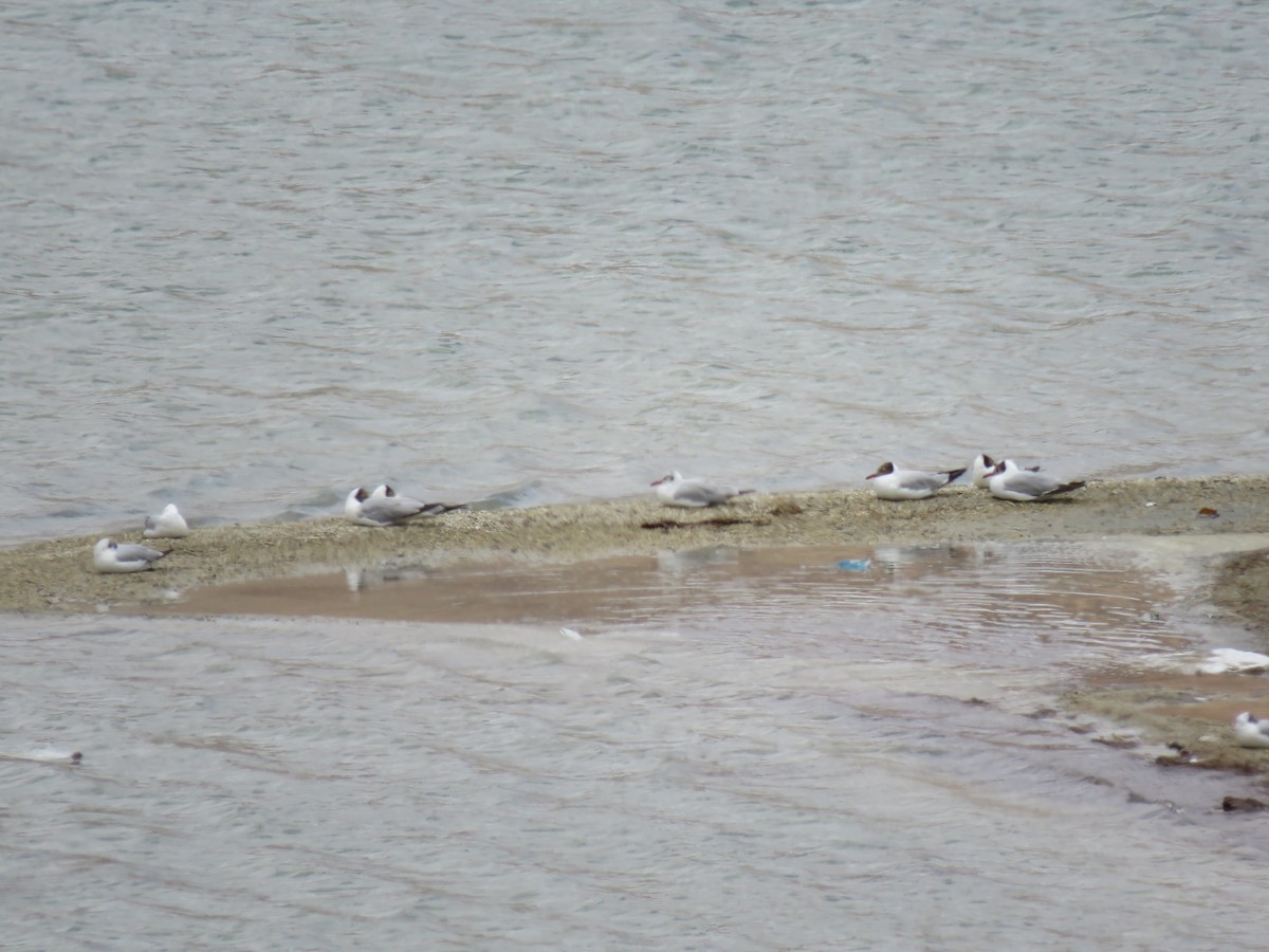 Brown-headed Gull - ML641842732