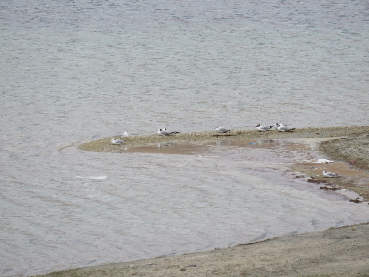 Brown-headed Gull - ML641842733