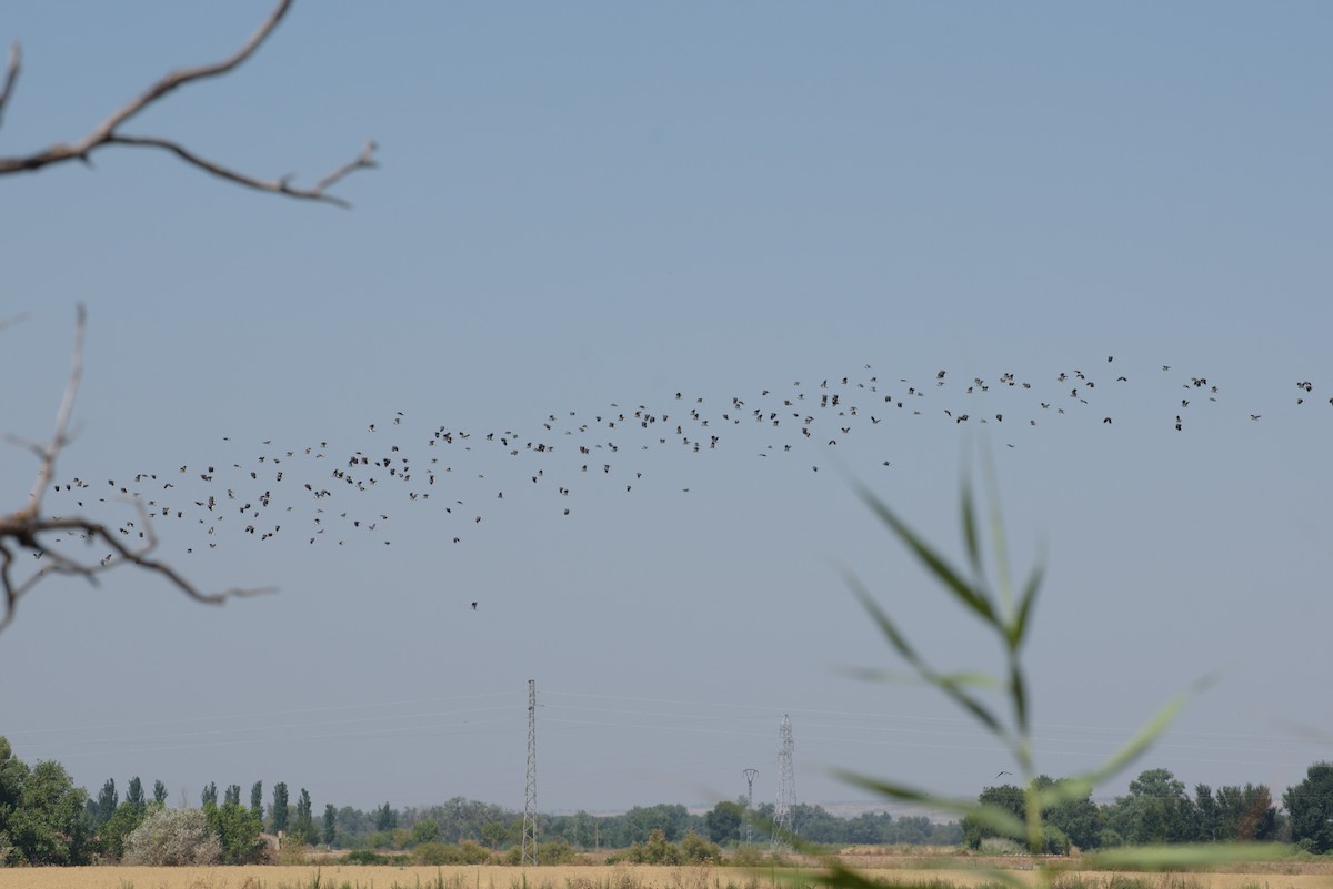 Northern Lapwing - ML641842734