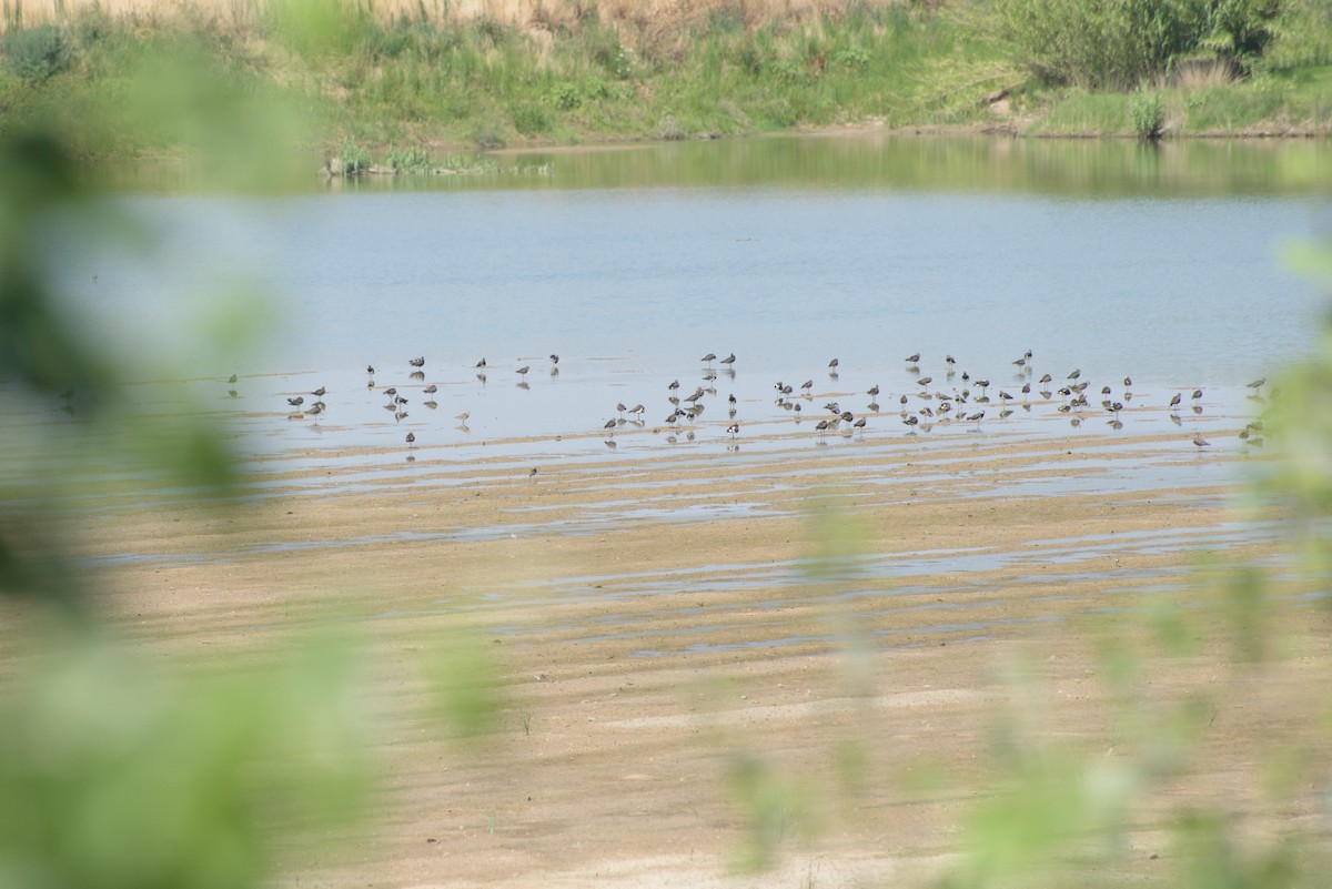 Northern Lapwing - ML641842735