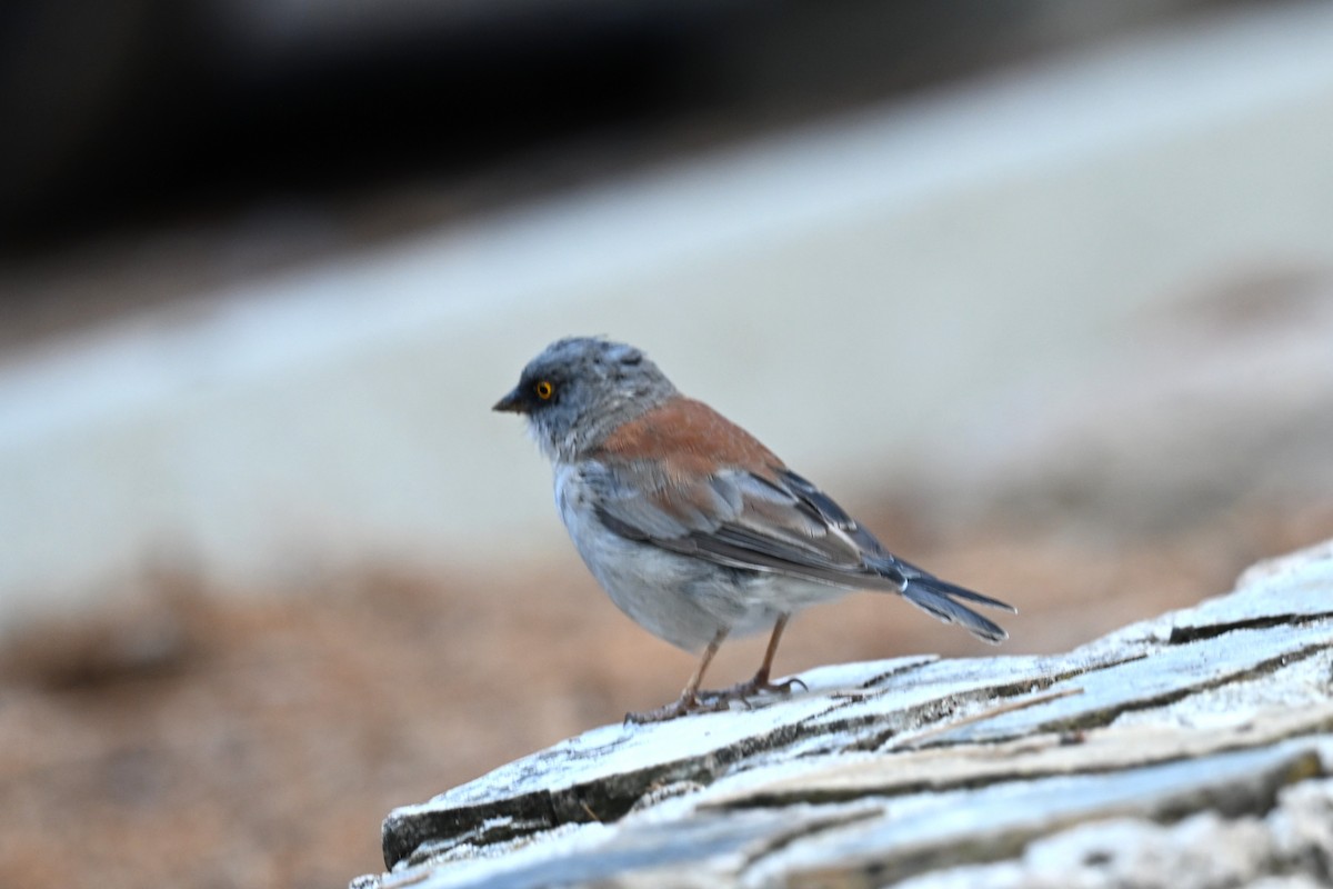 Yellow-eyed Junco - ML641842737