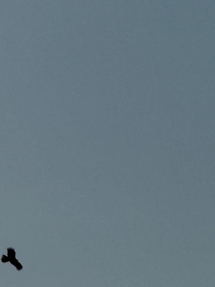 Brahminy Kite - ML641842738