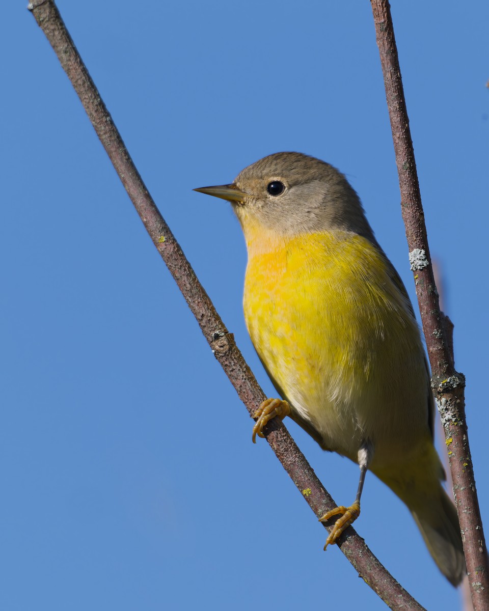 Nashville Warbler - ML641842739