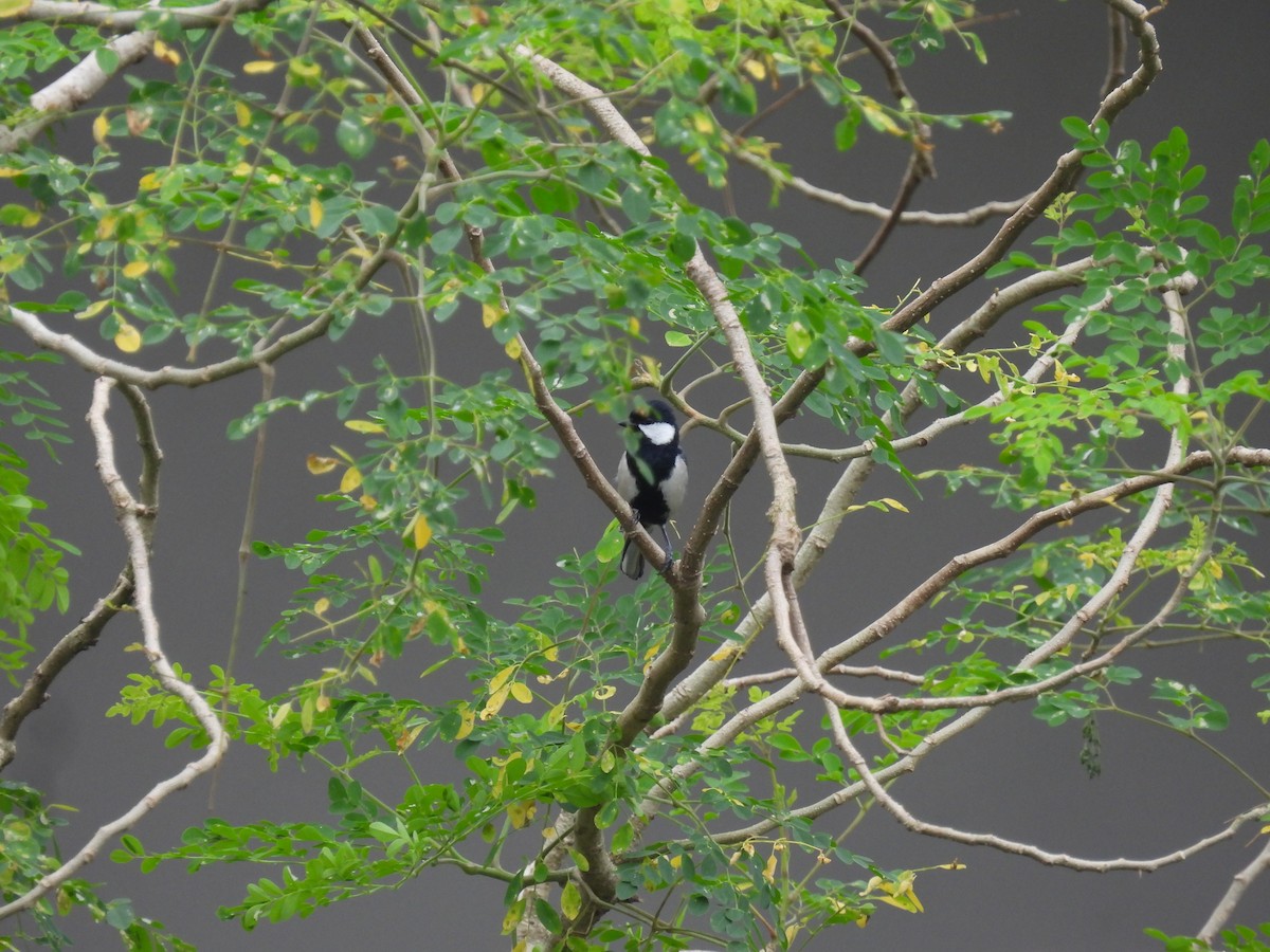 Asian Tit - ML641842742