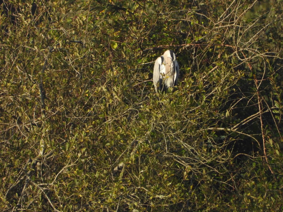 Gray Heron - ML641842744