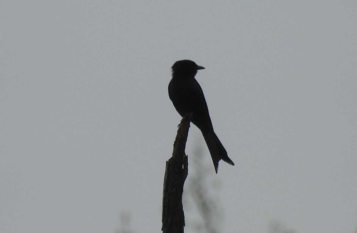 Fork-tailed Drongo (adsimilis Group) - ML641842745