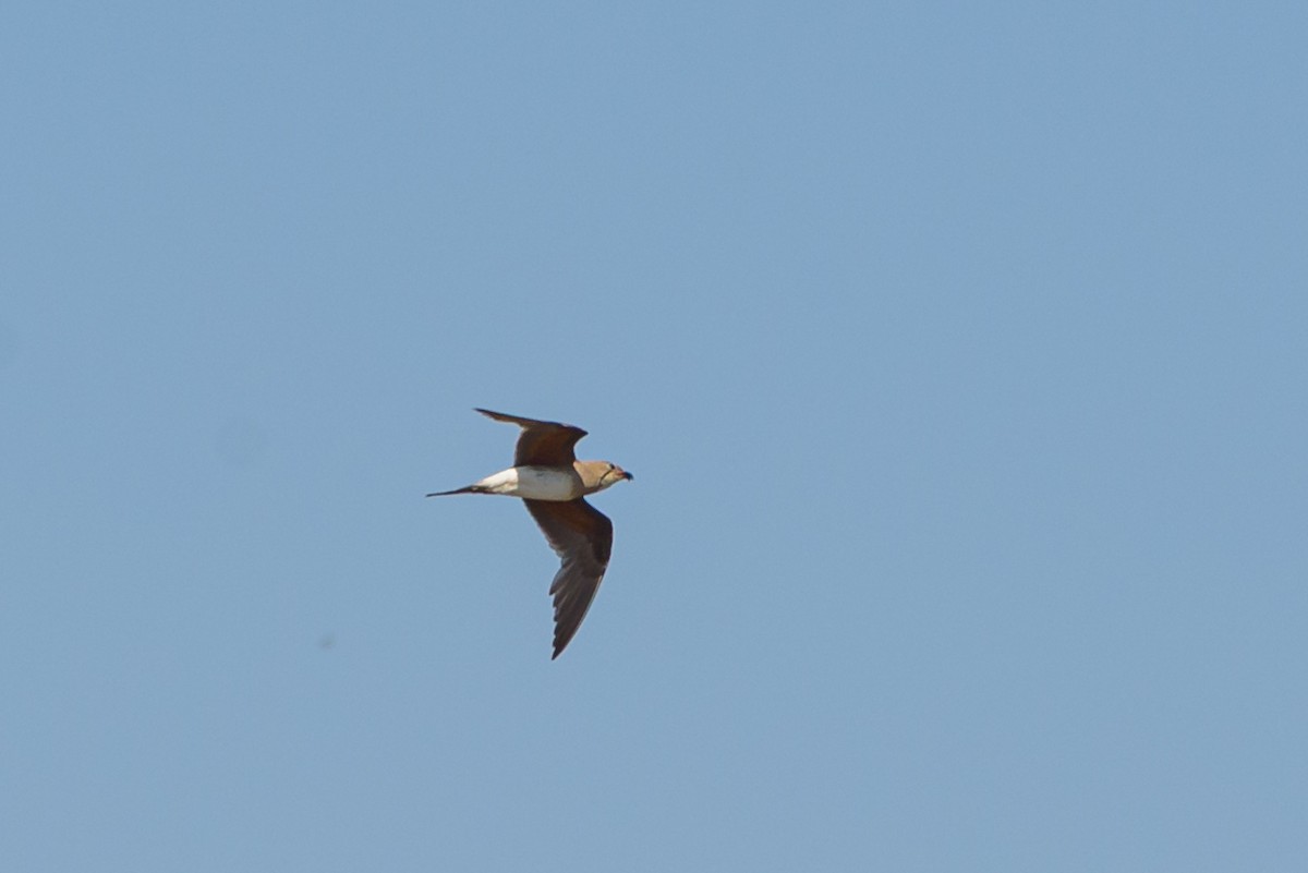 Collared Pratincole - ML641842747