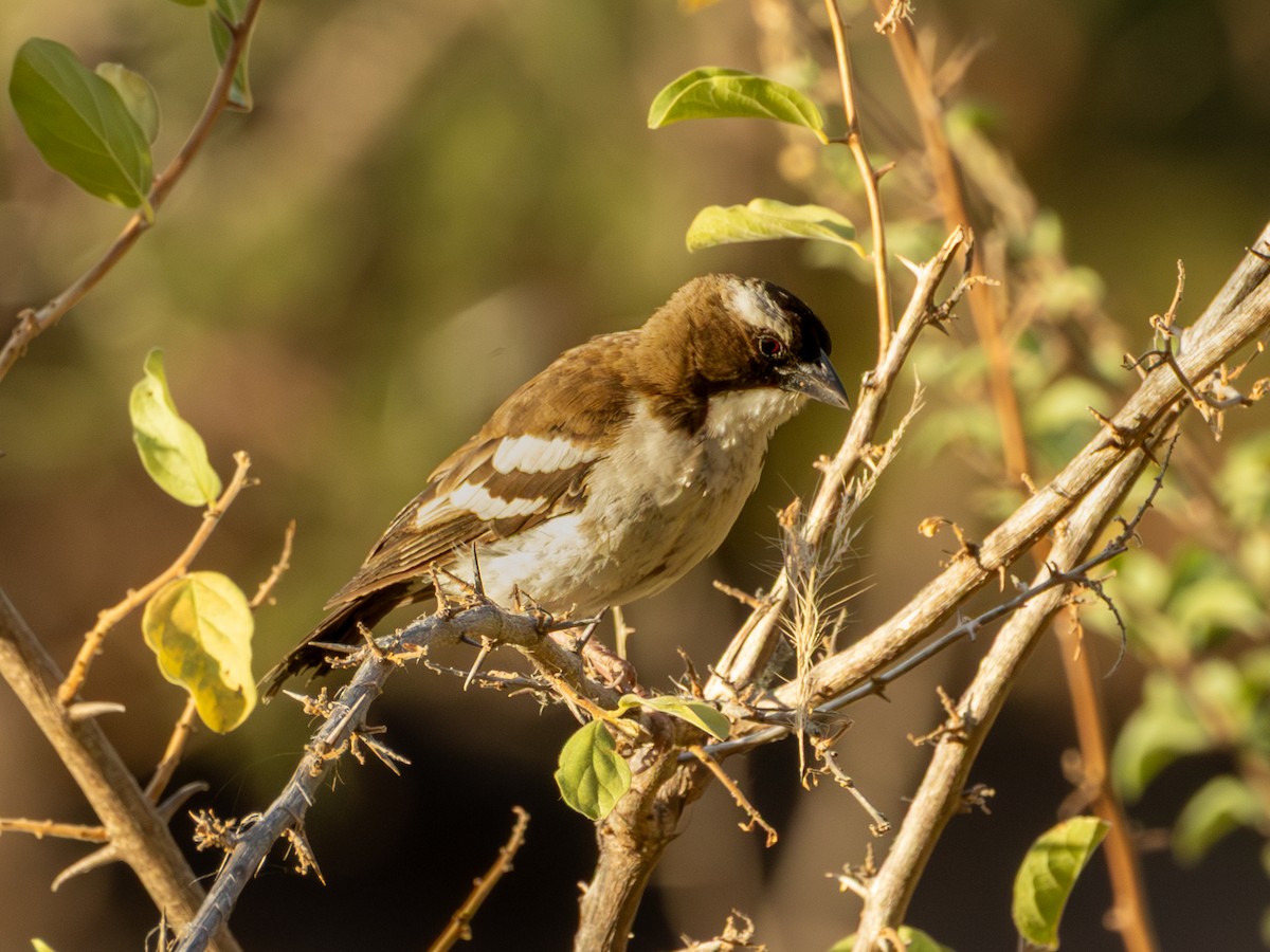 White-browed Sparrow-Weaver - ML641842748
