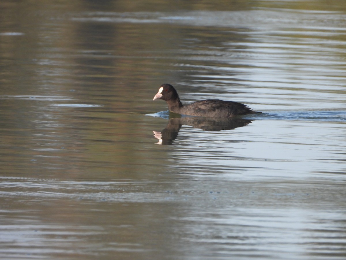 Eurasian Coot - ML641842749