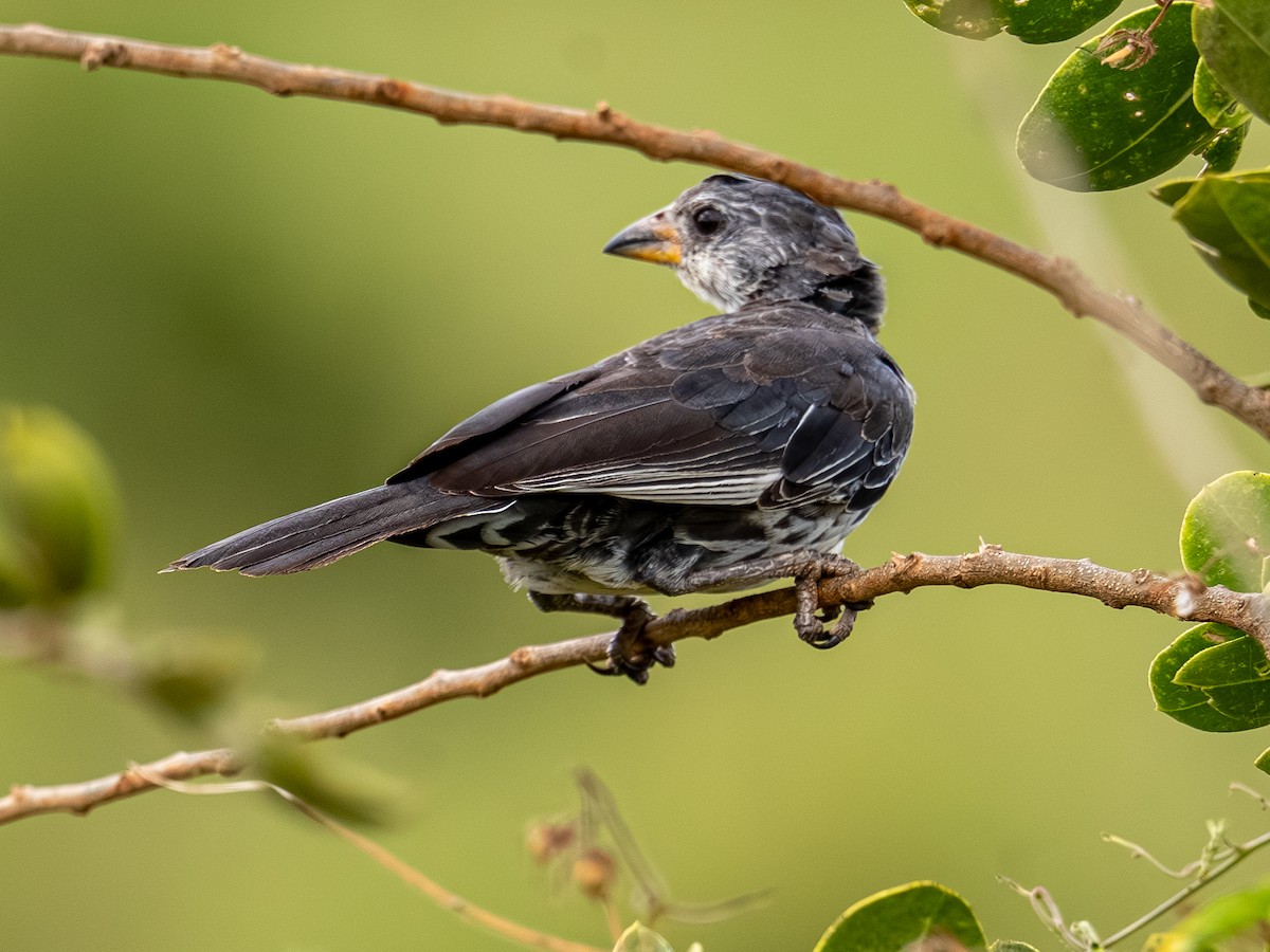 Red-billed Buffalo-Weaver - ML641842751