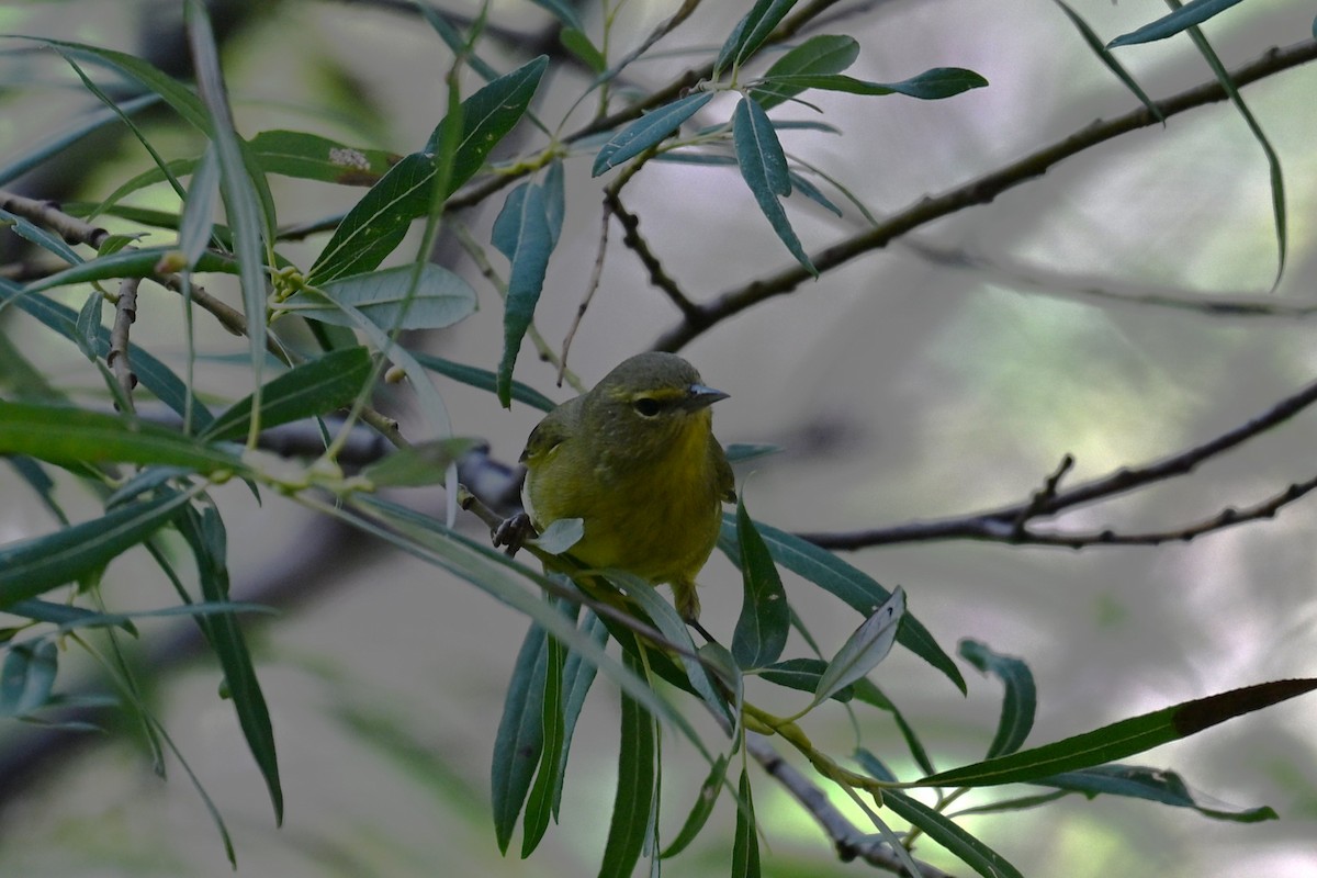Orange-crowned Warbler - ML641842757