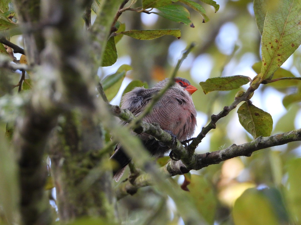 Common Waxbill - ML641842770