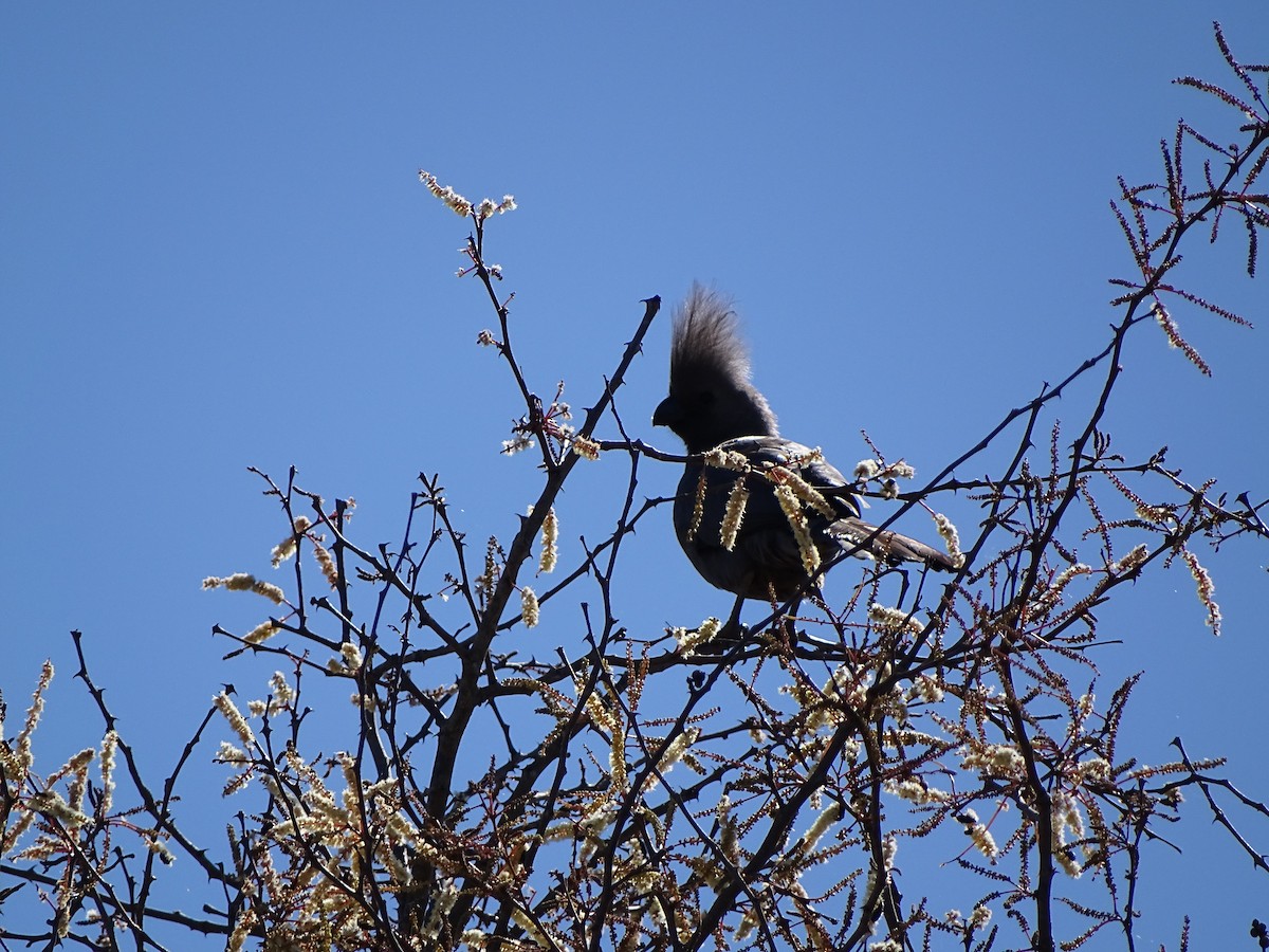 Gray Go-away-bird - ML641842774