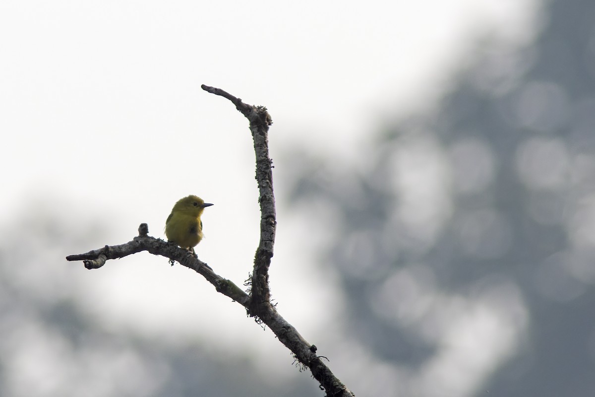 Common Iora - ML641842785