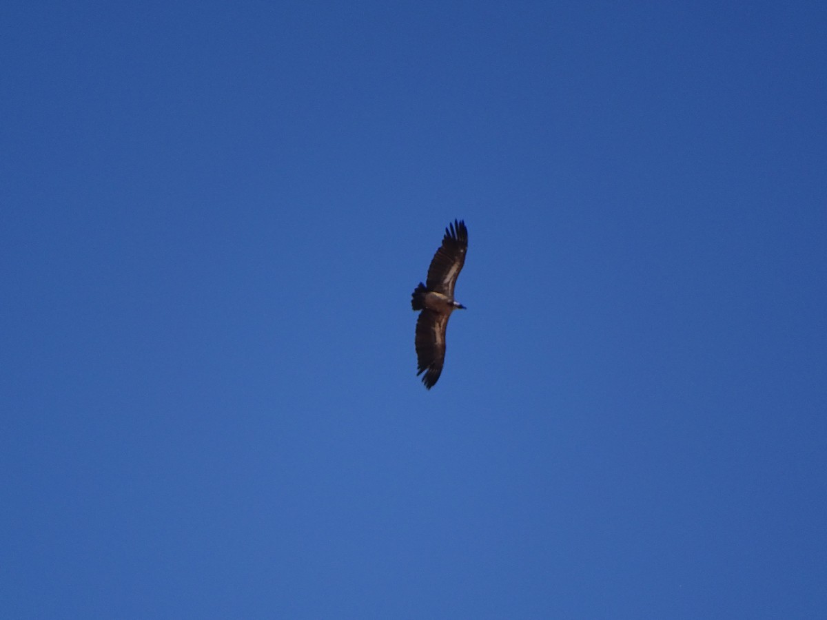 White-backed Vulture - ML641842786