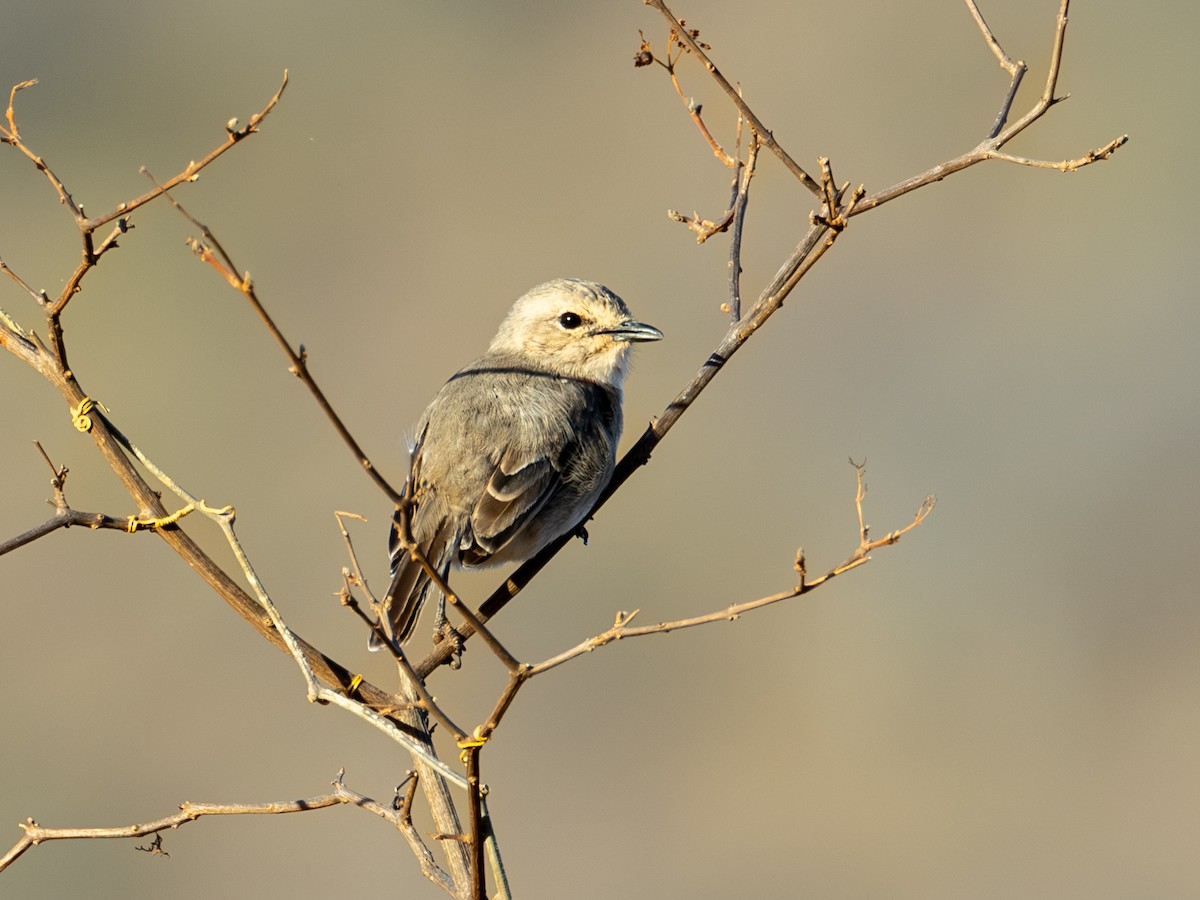 African Gray Flycatcher - ML641842787