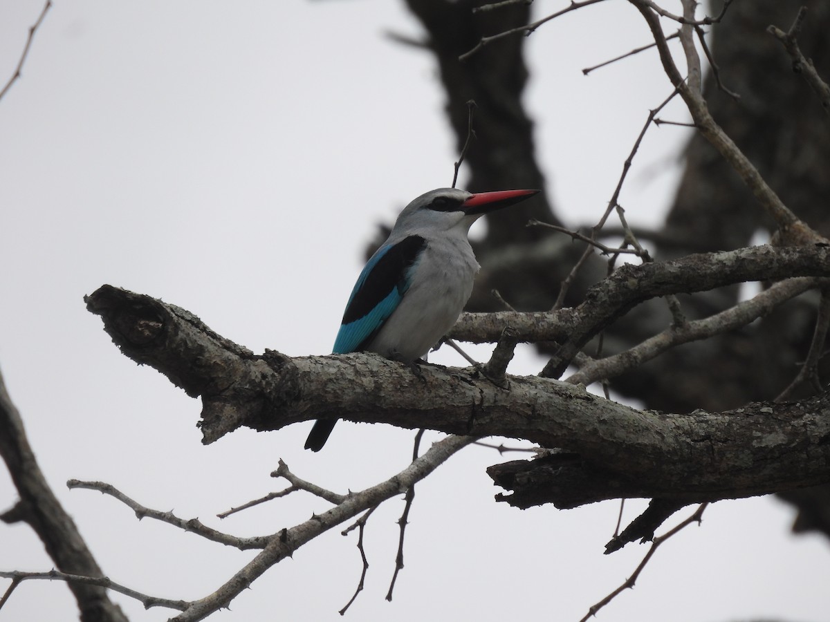 Woodland Kingfisher - ML641842806