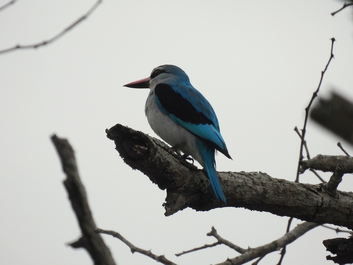 Woodland Kingfisher - ML641842807