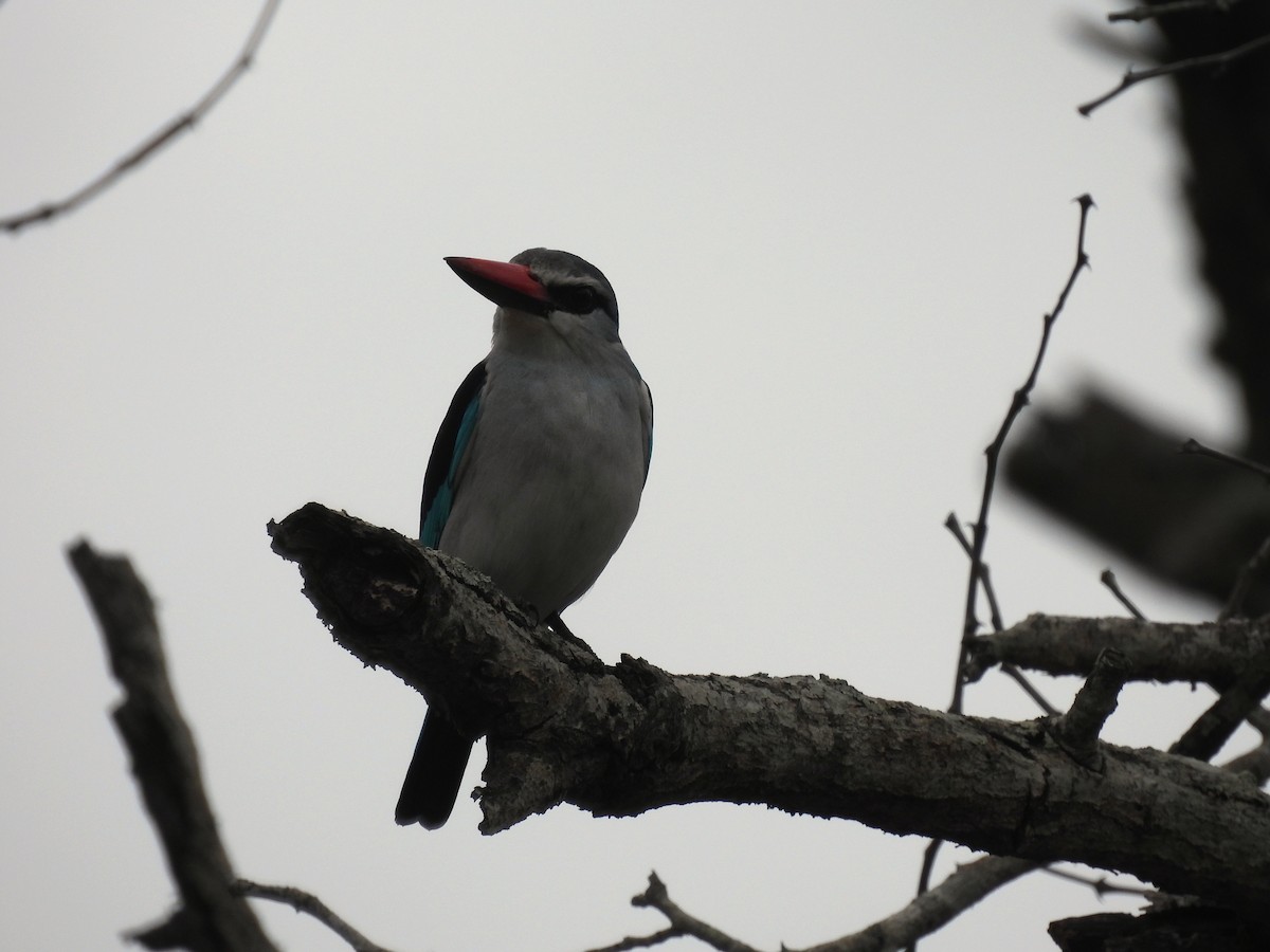 Woodland Kingfisher - ML641842808