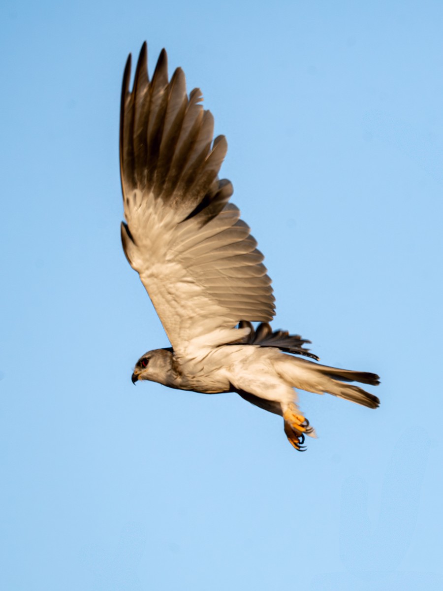 Black-winged Kite - ML641842811