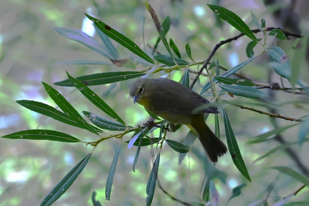 Orange-crowned Warbler - ML641842813