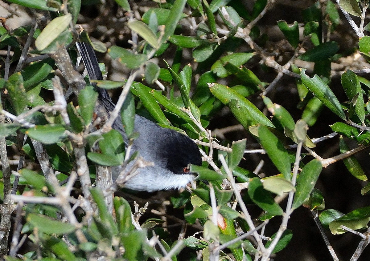 Txinbo burubeltza - ML641842815