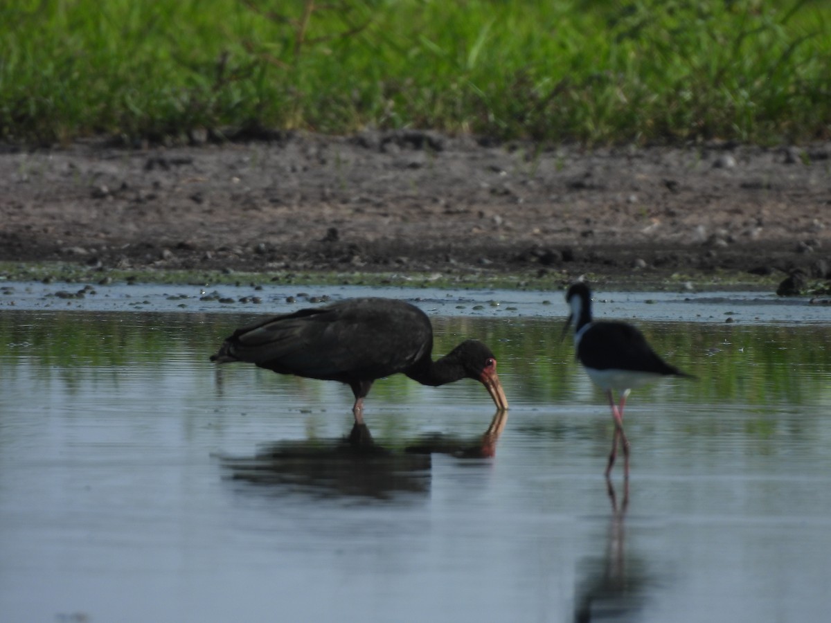 Bare-faced Ibis - ML641842837