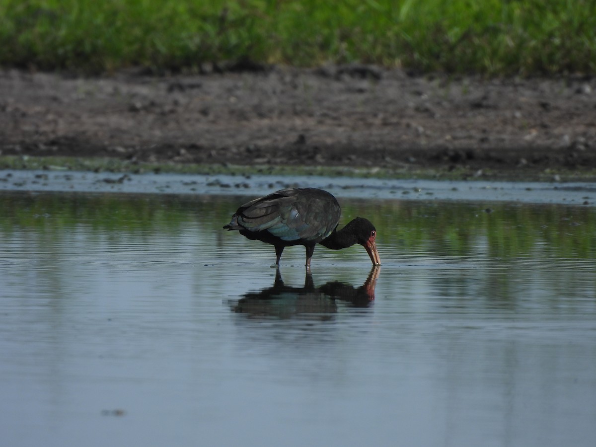 Bare-faced Ibis - ML641842838