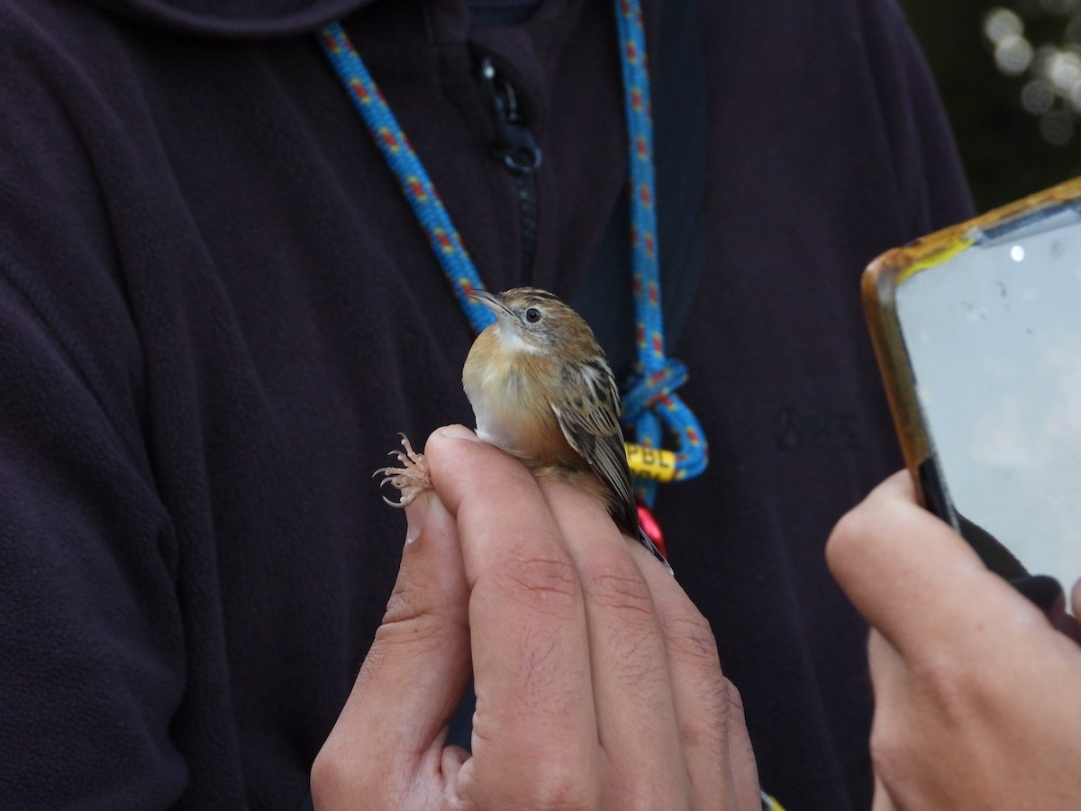 Zitting Cisticola - ML641842841