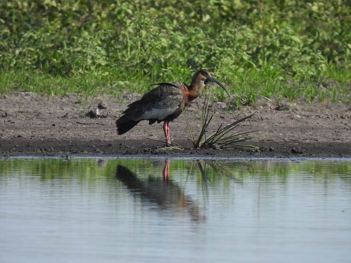 Ibis mandore - ML641842843