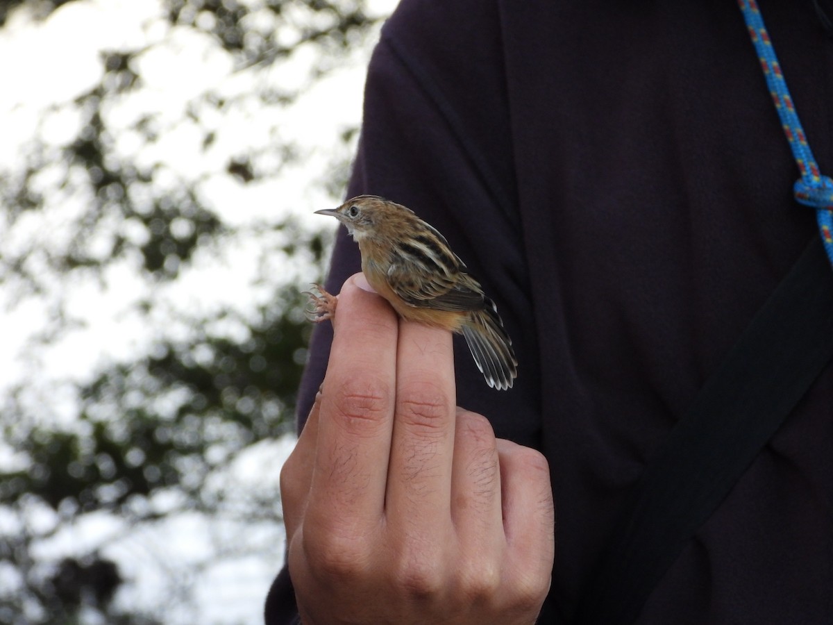 Zitting Cisticola - ML641842844