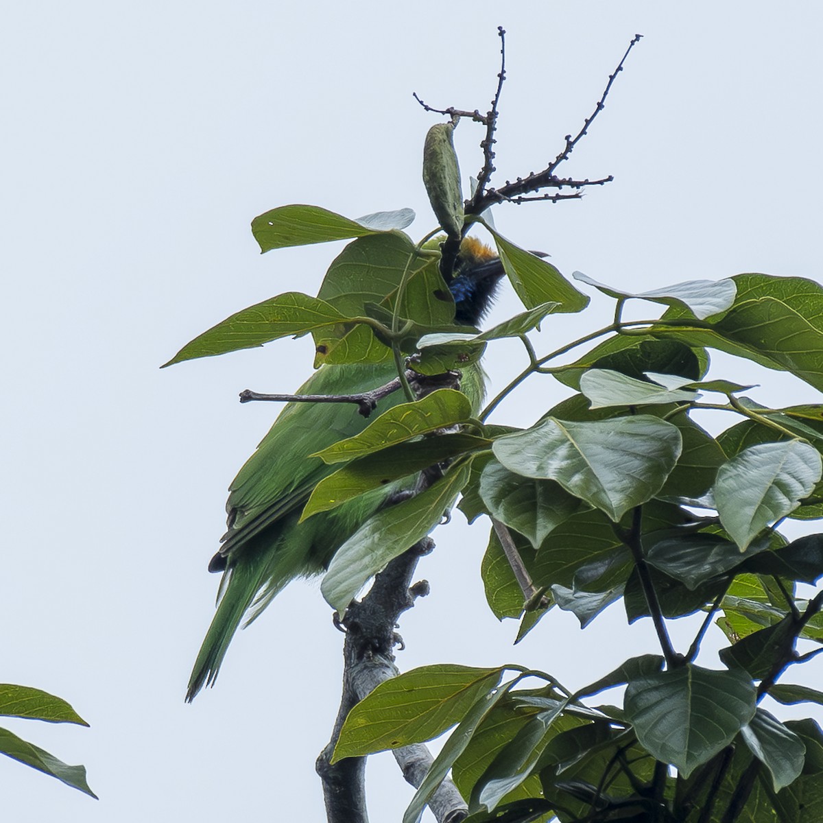 Golden-fronted Leafbird - ML641842847