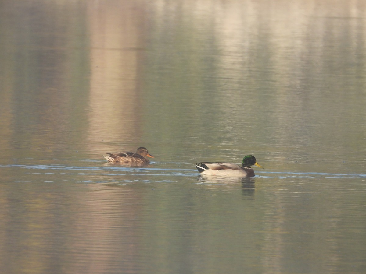 Mallard - ML641842853