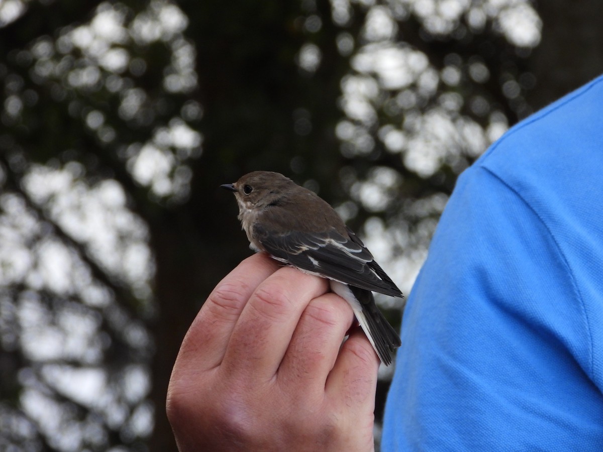 European Pied Flycatcher - ML641842863