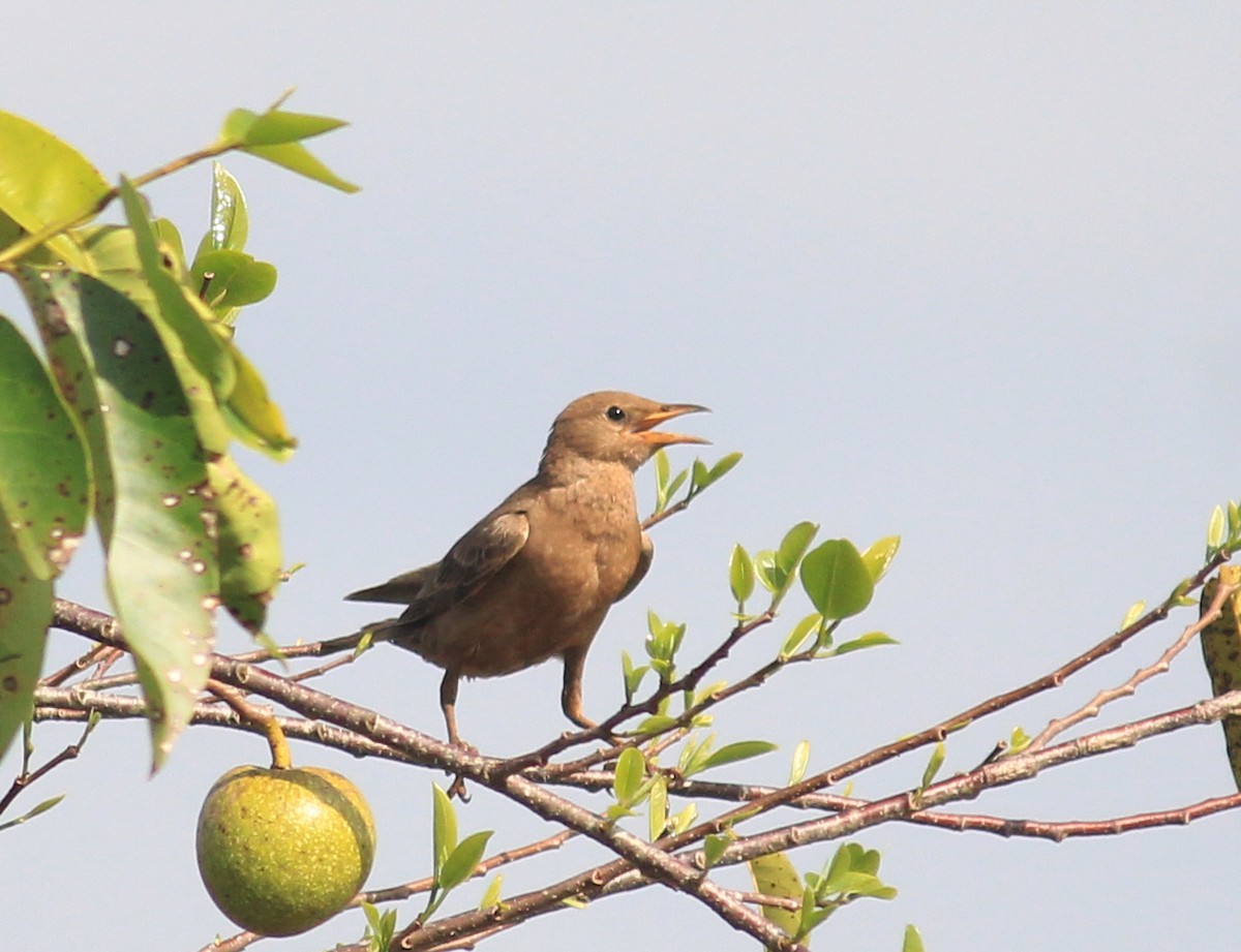 Rosy Starling - ML641842864