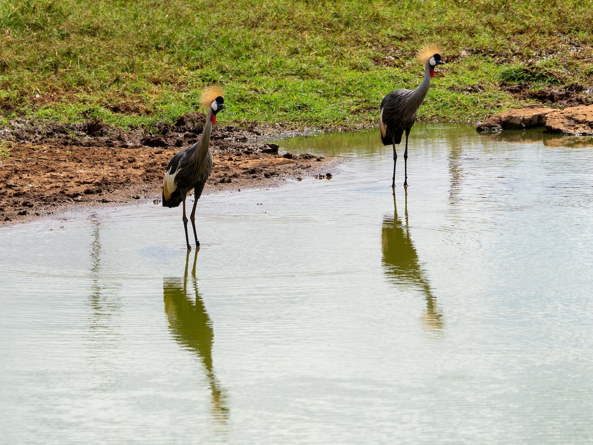 Gray Crowned-Crane - ML641842867