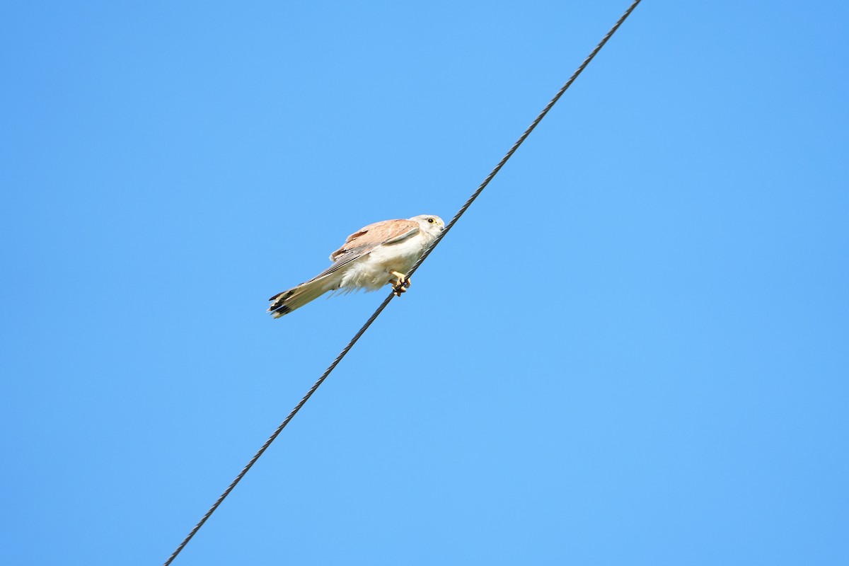 Nankeen Kestrel - ML641842870