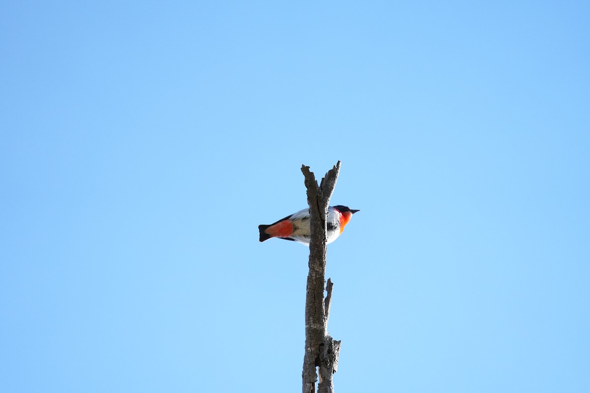 Mistletoebird - ML641842872