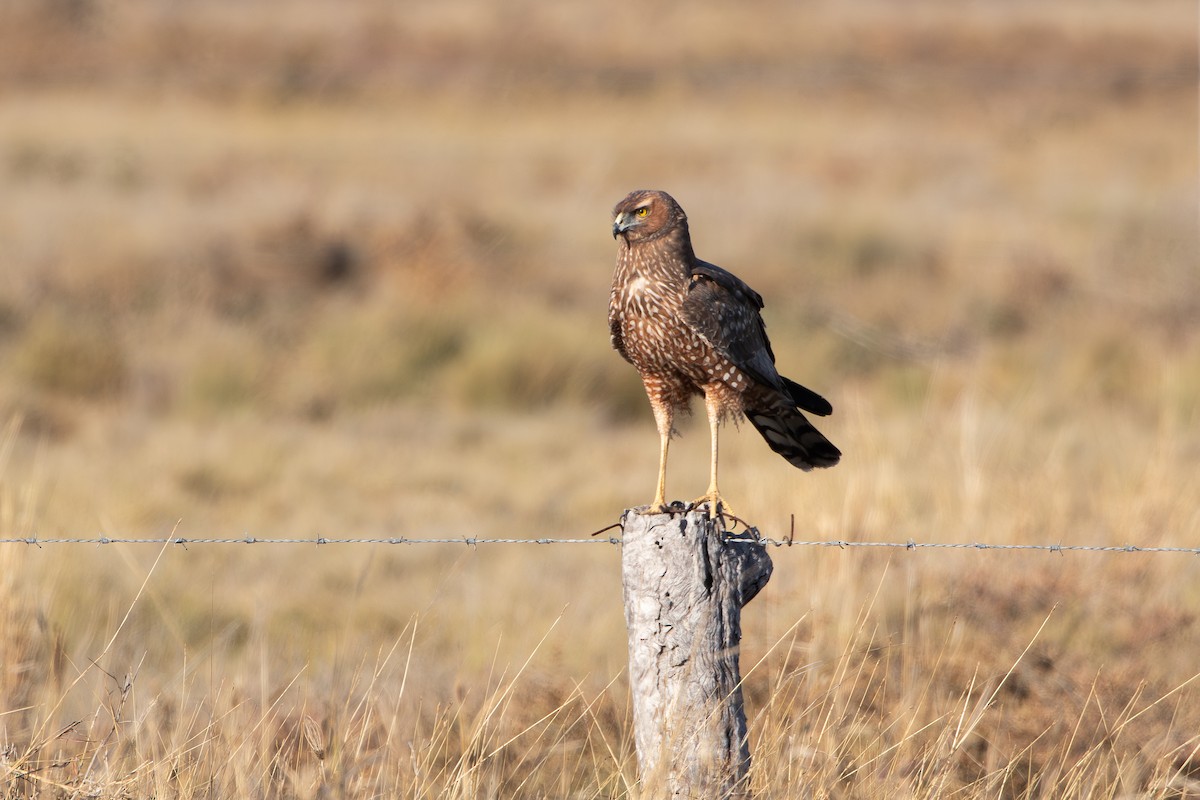 Spotted Harrier - ML641842873