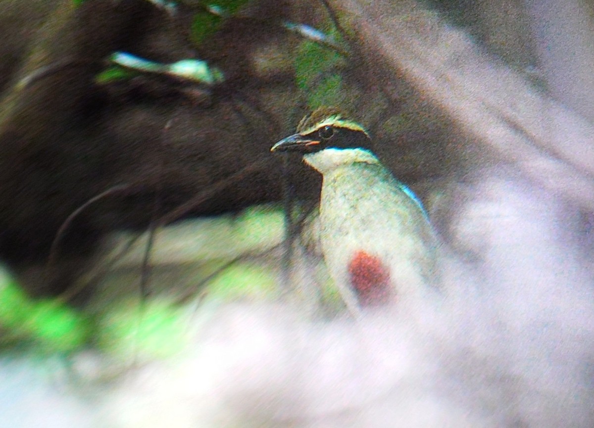 Fairy Pitta - ML641842884
