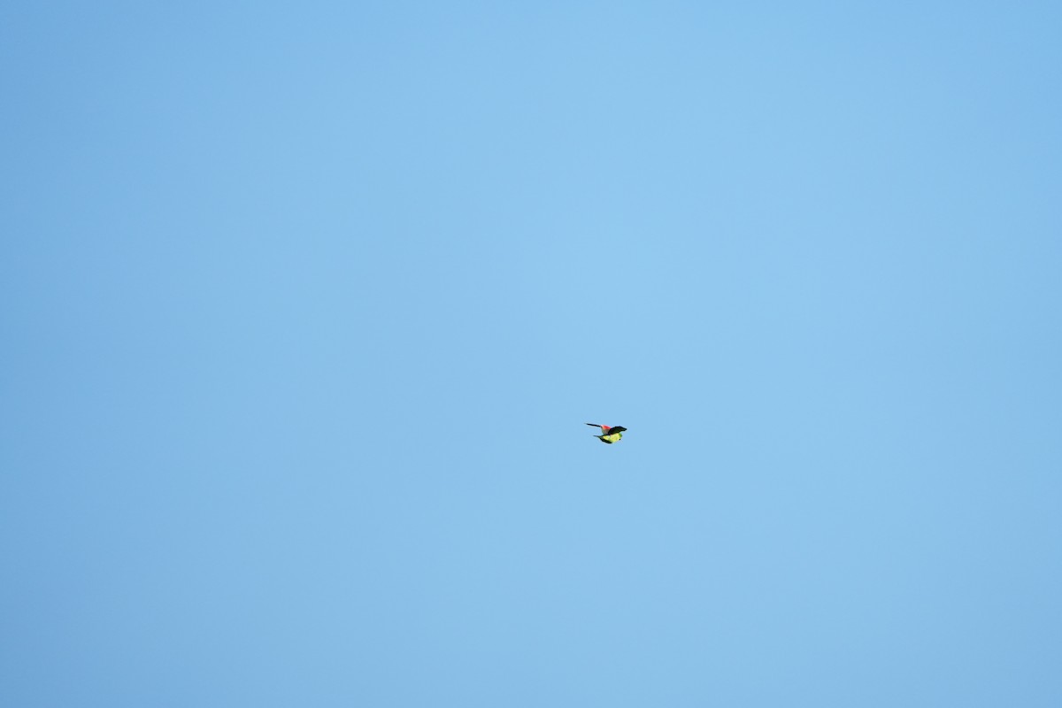 ハゴロモインコ - ML641842890