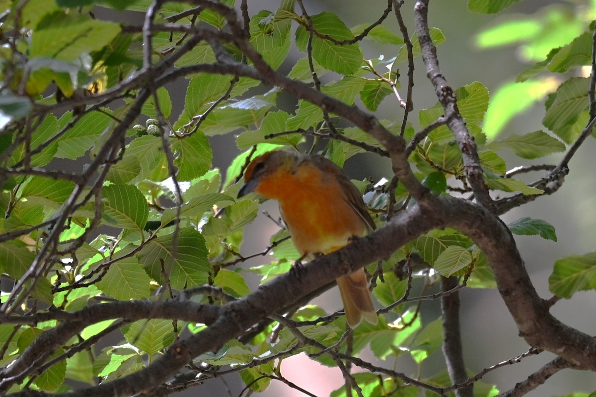 Hepatic Tanager - ML641842898
