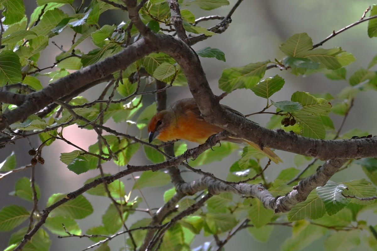 Hepatic Tanager - ML641842906