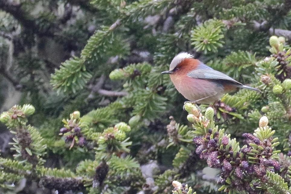 Crested Tit-Warbler - Dave Curtis