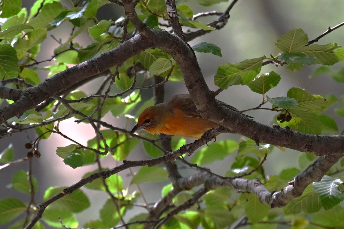 Hepatic Tanager - ML641842917