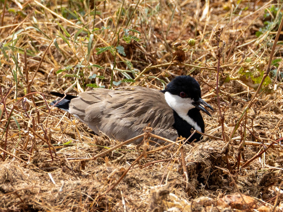 Spur-winged Lapwing - ML641842920