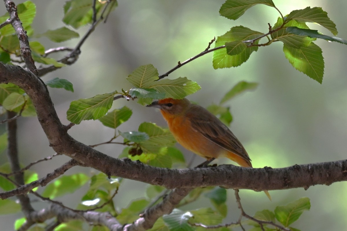 Hepatic Tanager - ML641842921