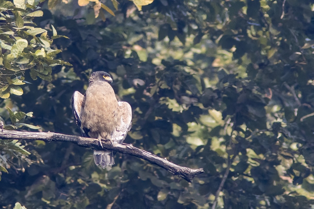 Crested Serpent-Eagle - ML641842926