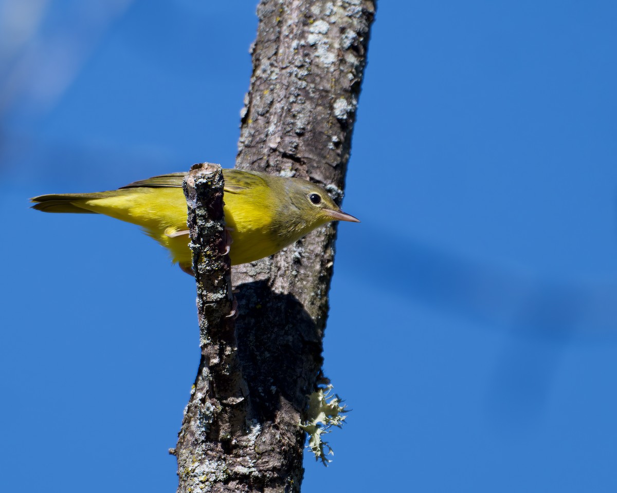 lesňáček šedokápý - ML641842932