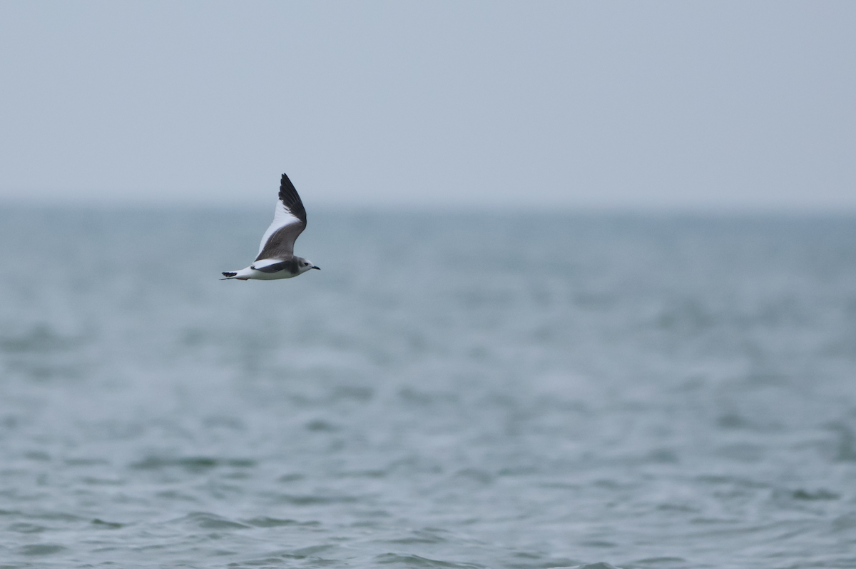 Sabine's Gull - ML641842936